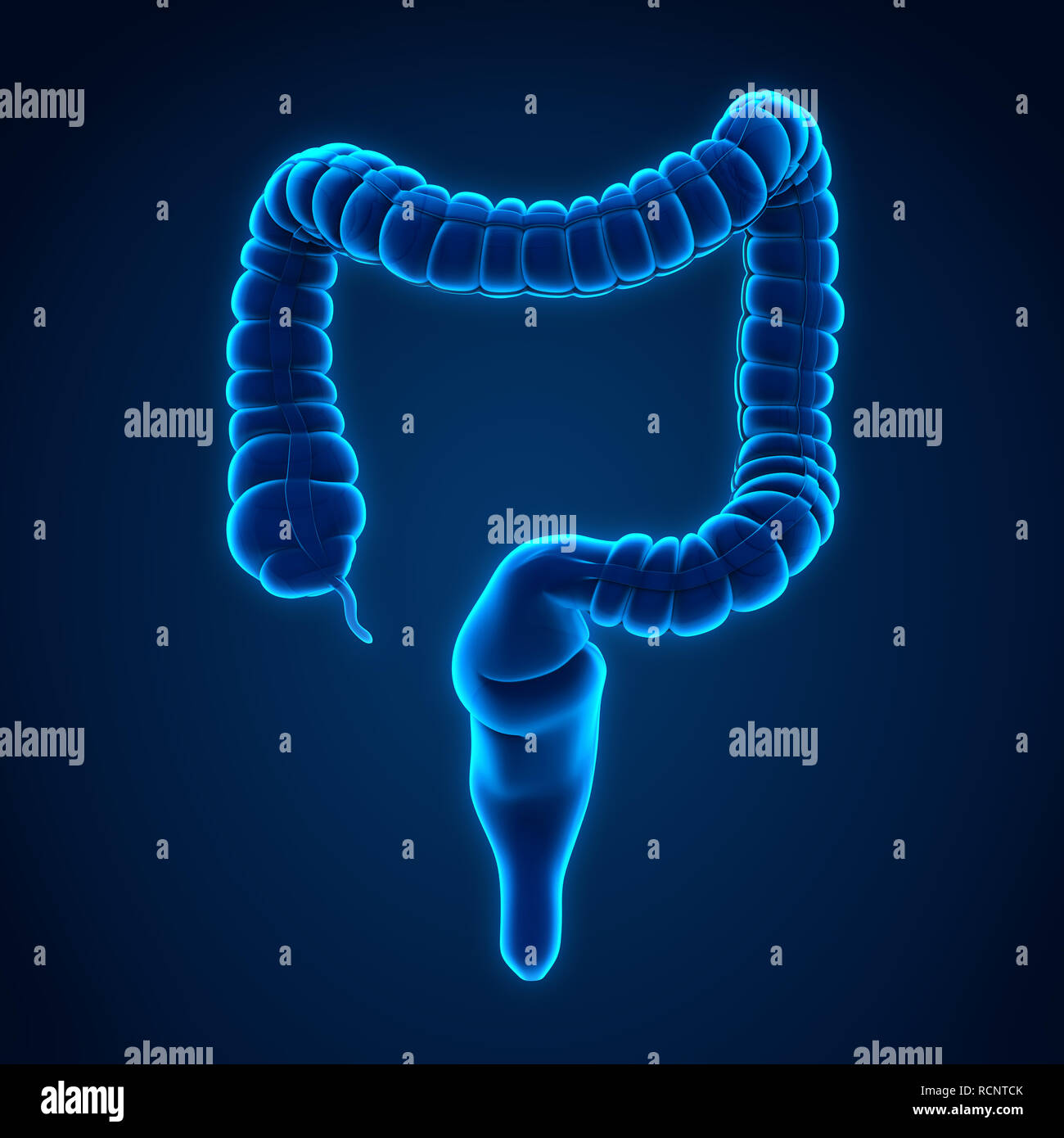 Anatomie des Dickdarms Stockfotografie - Alamy