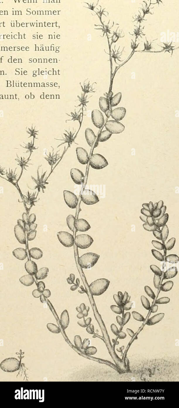 . Gartenwelt sterben. Im Garten arbeiten. VI, 27 Garteiiwelt sterben. 317 Herrn Prof. Graf v. Sol ms-Laubach. Die Beschreibung findet sich im Samenkataloge des dortigen botanischen Gartens, vom Jahre 1900. Das Vaterland ist Mexiko, l'rovinz l'uebla. Die Pflanze beansprucht nicht blofs botanisches Interesse, sie kann vielmehr auch als recht hübsche und dankbare Succulente bestens empfohlen werden, um deren Verbreitung der Strafsburger Bota-nische Garten sich verdient gemacht hat. Die Zeichnung stellt eine Pflanze in fast natürlicher Gröfse vor. Eine gute Helvetica wird sterben" Gartenwelt" voraussichtlich Stockfoto