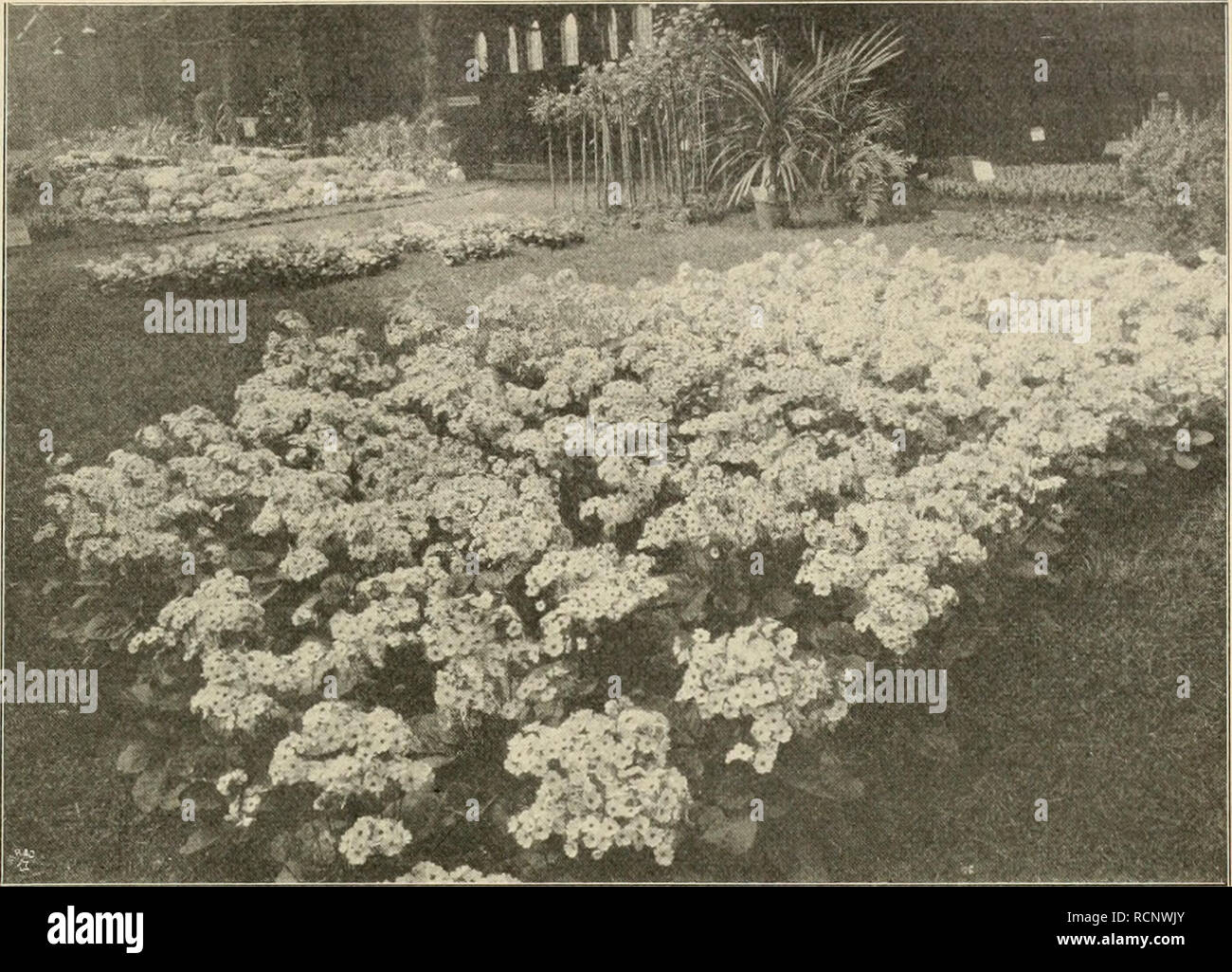 . Gartenwelt sterben. Im Garten arbeiten. V, 33 Gartenwelt sterben. 389 Aussteller Krieg C. N.H. Petersen, Lockstedt. Otto Thalacker, Leip- zig-Gohlis, zeigte wieder eine seine "ia-ryllis in den-kannten Pracht-Sorten mit riesigen Abgerundeten Blü-ten in bester Hal-tung in Top kräf-tigen, aber etwas kurzen Stielen. Es waren ganz aparte Farben of this Sict vertre-ten, neben schnellen Lauf - weifsen, den ver-schiedenen fehlten auch roten Sorten mit braunen und gelben Tönungen nicht. Ein Hüb-sches aber nicht ganz gleichwertiges Gegenstück zu die-ser Gruppe bildete Sterben etwas gröfsere GruppevonCarlG. A. Sc Stockfoto