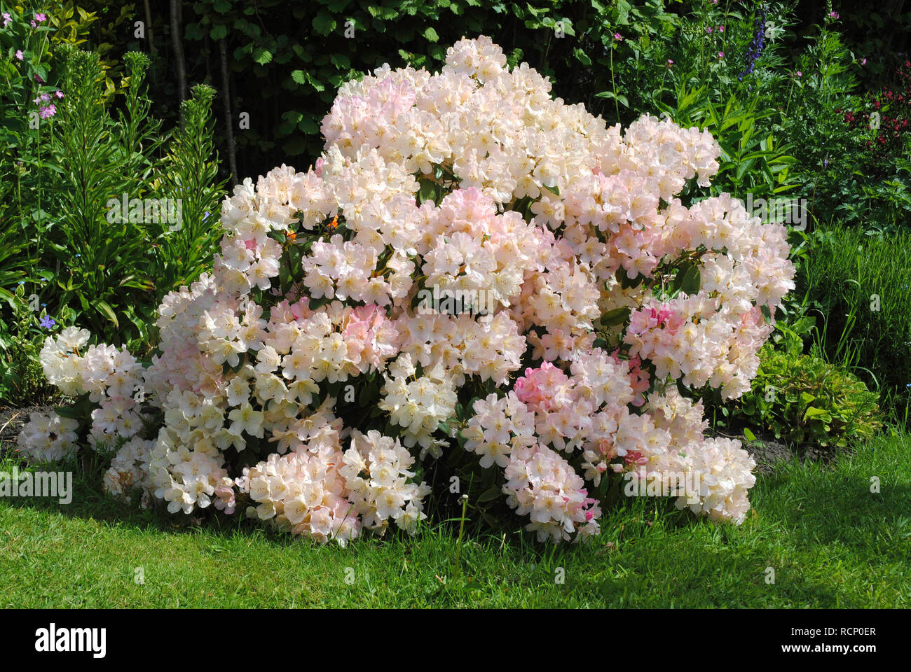 Weiß Rhododendron Bush mit einer Masse von pale pink/weiße Blumen in der Frühlingssonne abgedeckt Stockfoto