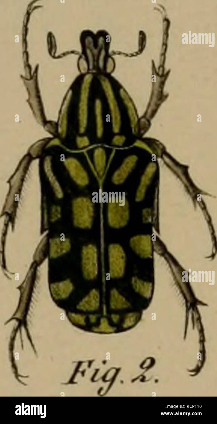 . Sterben Cetoniden der Philippinischen Inseln. Scarabaeidae; Käfer. . Bitte beachten Sie, dass diese Bilder sind von der gescannten Seite Bilder, die digital für die Lesbarkeit verbessert haben mögen - Färbung und Aussehen dieser Abbildungen können nicht perfekt dem Original ähneln. extrahiert. Mohnike, Otto Gottlieb Johann. Berlin: Nicolaische Verlagsbuchhandlung Stockfoto