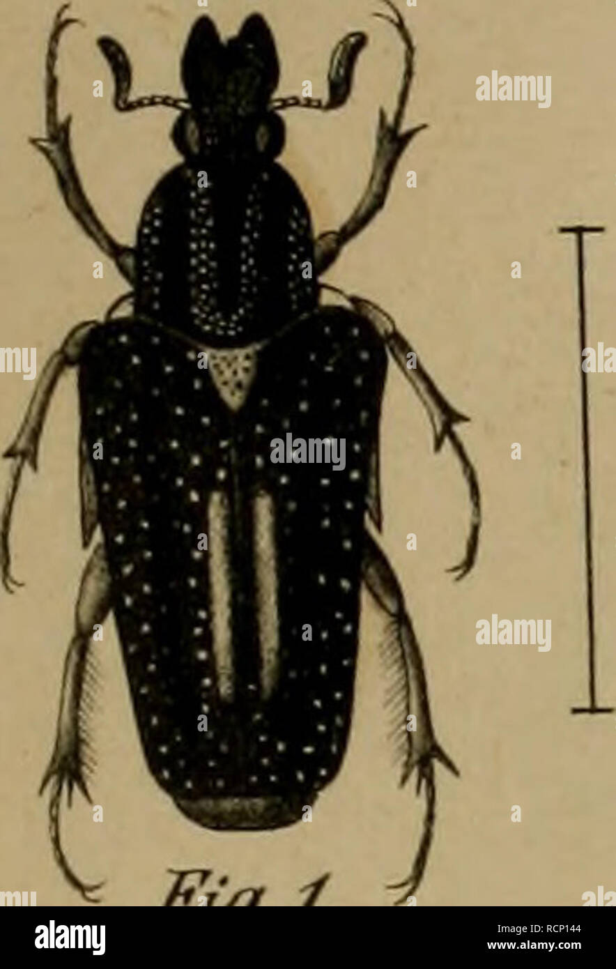 . Sterben Cetoniden der Philippinischen Inseln. Scarabaeidae; Käfer. fS 73. TafW. Bitte beachten Sie, dass diese Bilder sind von der gescannten Seite Bilder, die digital für die Lesbarkeit verbessert haben mögen - Färbung und Aussehen dieser Abbildungen können nicht perfekt dem Original ähneln. extrahiert. Mohnike, Otto Gottlieb Johann. Berlin: Nicolaische Verlagsbuchhandlung Stockfoto