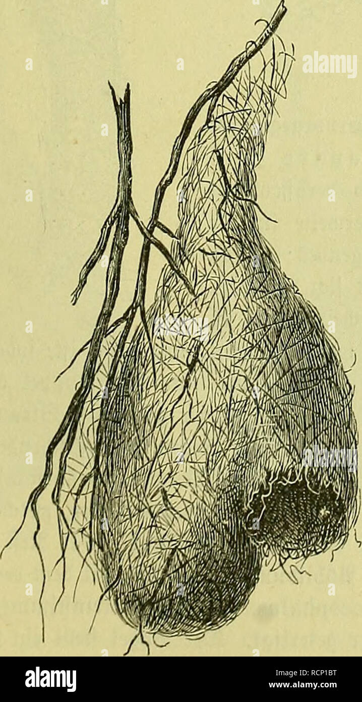 . Die fremdländischen Stubenvögel; ihre Naturgeschichte, Pflege und Zucht. Vogelkäfig. . Bitte beachten Sie, dass diese Bilder sind von der gescannten Seite Bilder, die digital für die Lesbarkeit verbessert haben mögen - Färbung und Aussehen dieser Abbildungen können nicht perfekt dem Original ähneln. extrahiert. Russ, Karl, 1833-1899. Hannover: Carl Rümpler Stockfoto