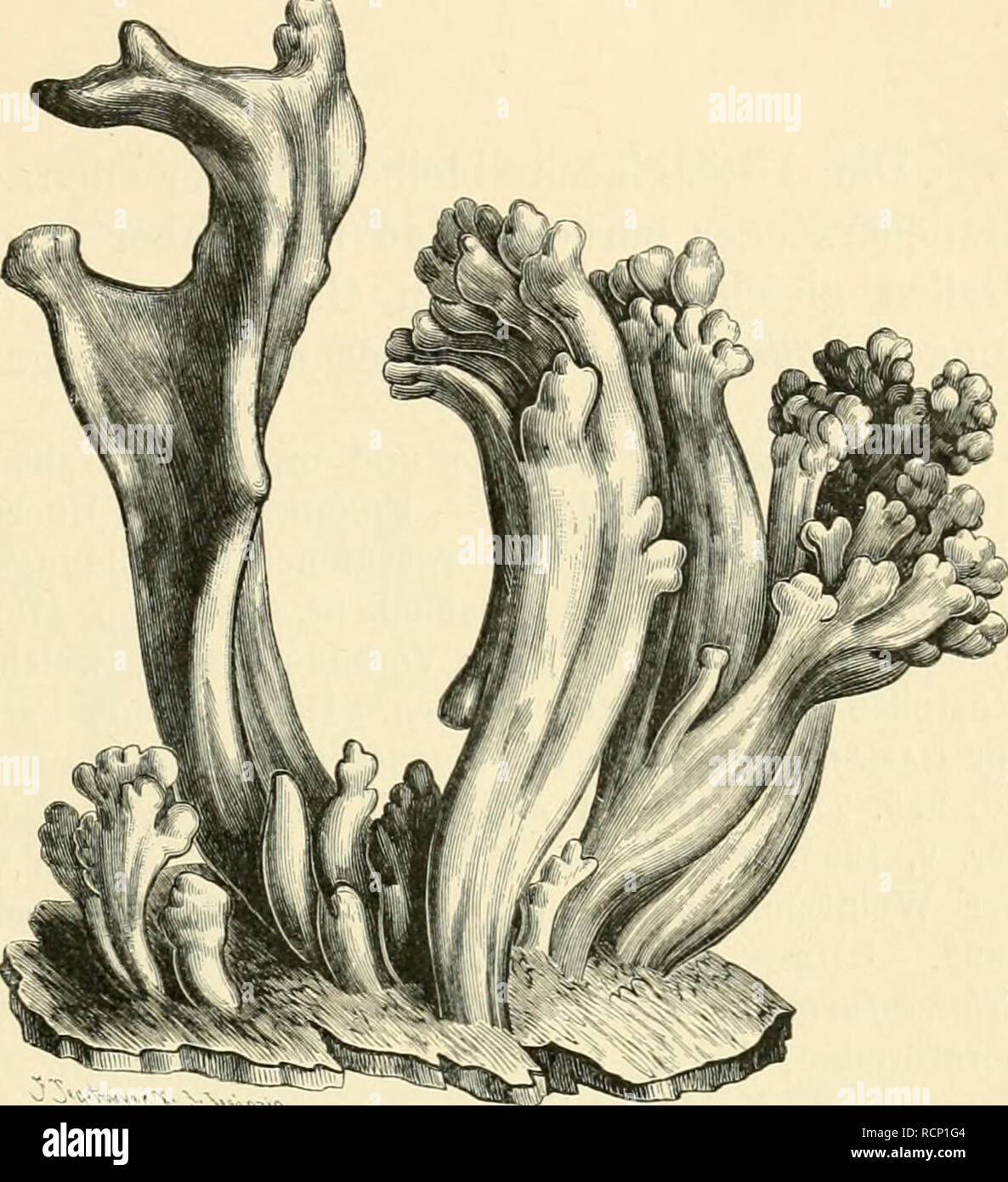 . Die Gallen der Pflanzen, ein Lehrbuch für Botaniker und Entomologen