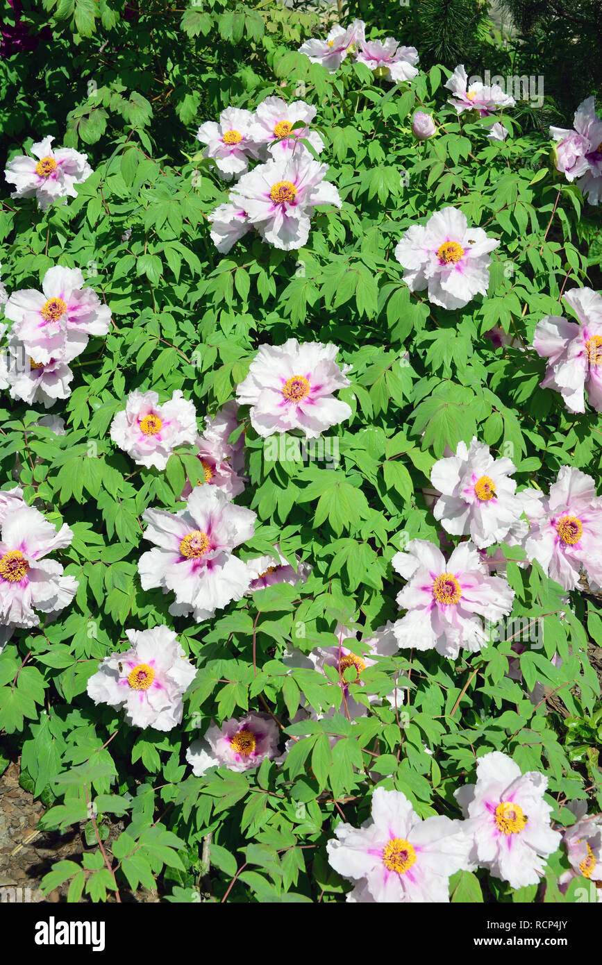 Baumpäonie, StrauchPfingstrose, BaumPfingstrose, Paeonia suffruticosa