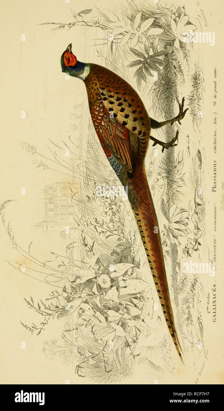 Buffon Instrument . Wörterbuch universel d'histoire naturelle: résumant et complétant ...