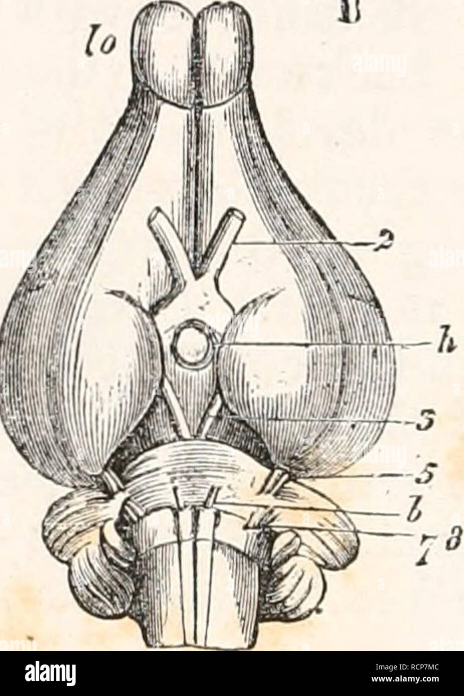 Elemente Der Vergleichenden Anatomie Anatomie Vergleichende Abb 2 S 7 Gehirn Des Kaninchens Ein Von Oben