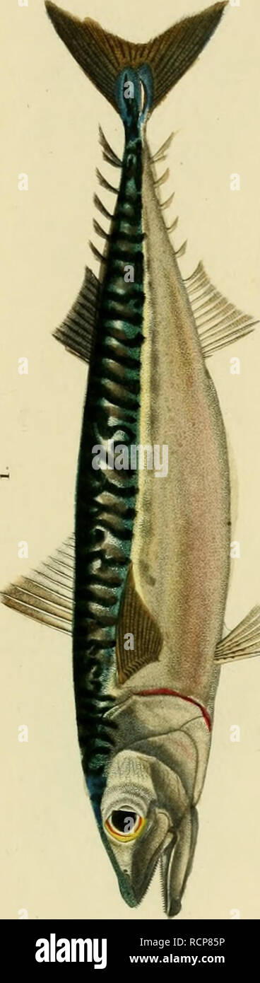Buffon Instrument . Wörterbuch universel d'histoire naturelle: résumant et complétant ...