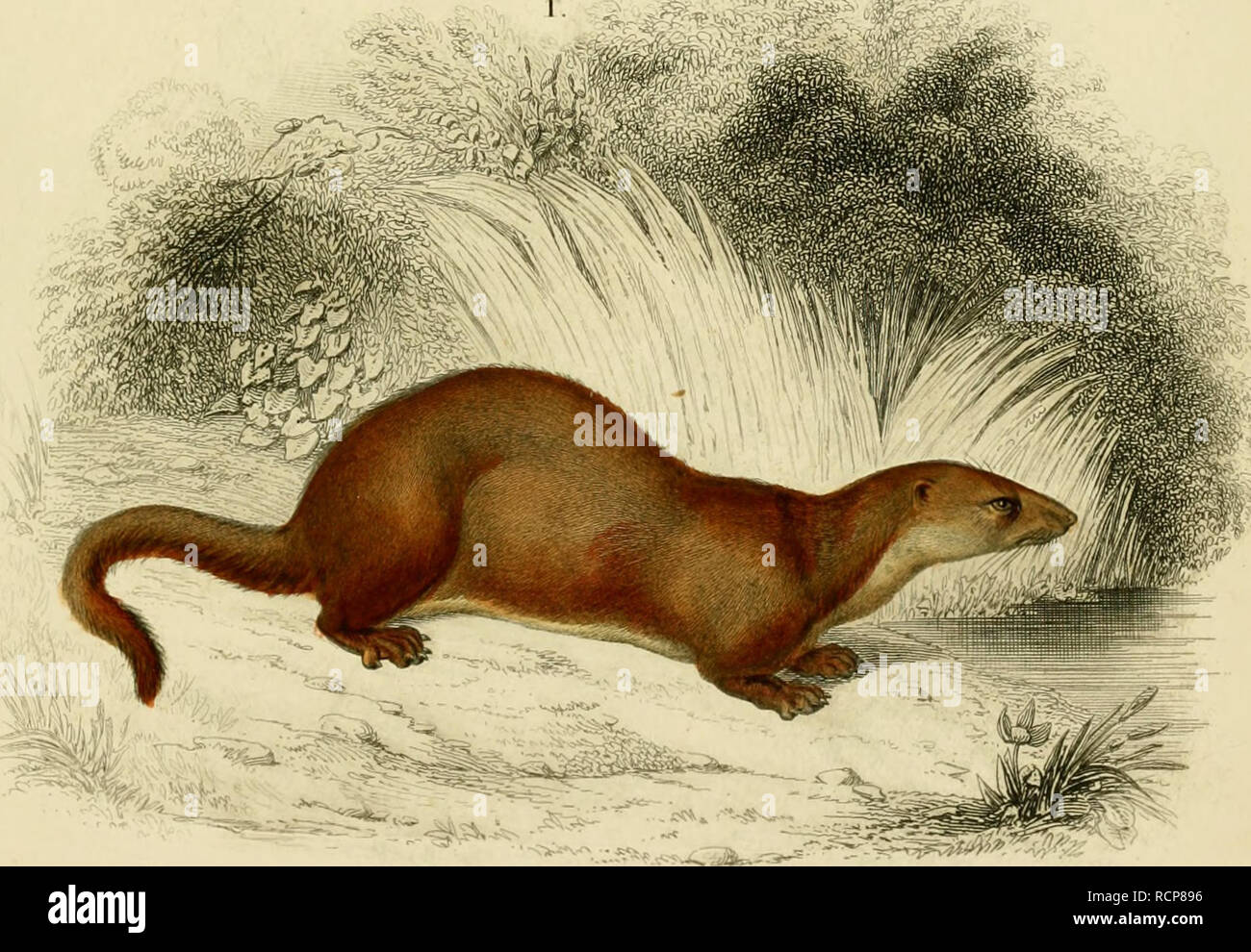 Buffon Instrument . Wörterbuch universel d'histoire naturelle: résumant et complétant ...