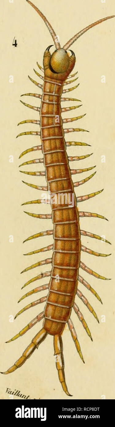 Buffon Instrument . Wörterbuch universel d'histoire naturelle: résumant et complétant ...