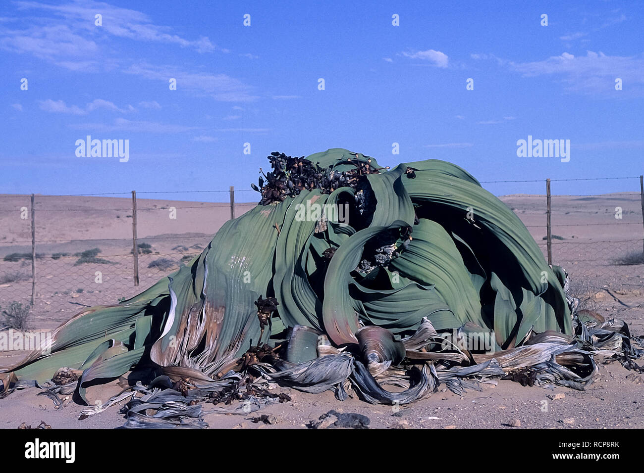 Afrika, Namibia, Erongo, Namib Naukluft Park, Welwitschia Mirabilis Stockfoto