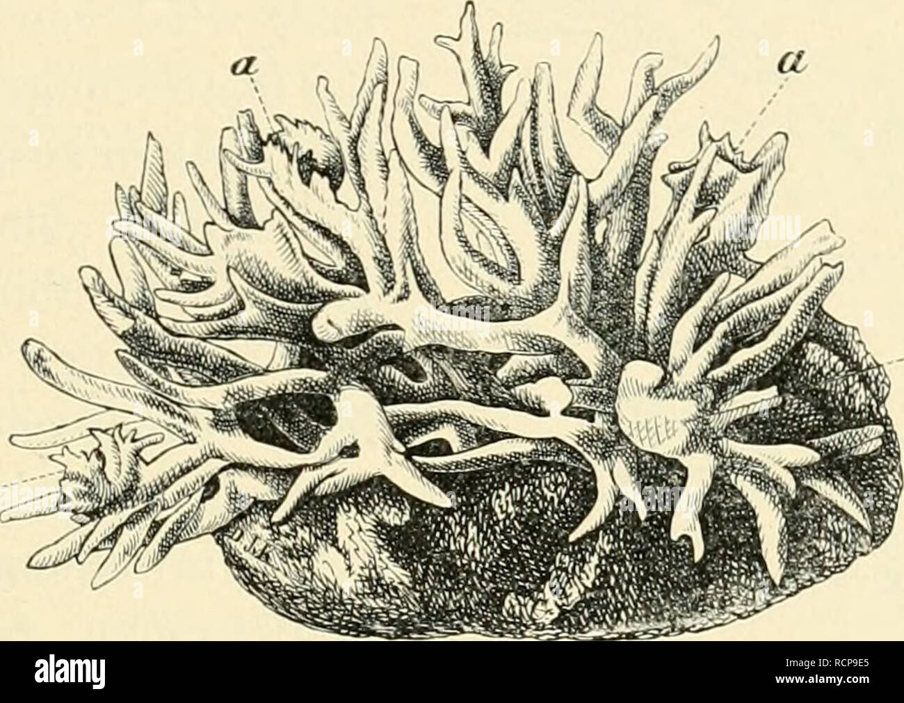 . Die Gallen der Pflanzen, ein Lehrbuch für Botaniker und Entomologen