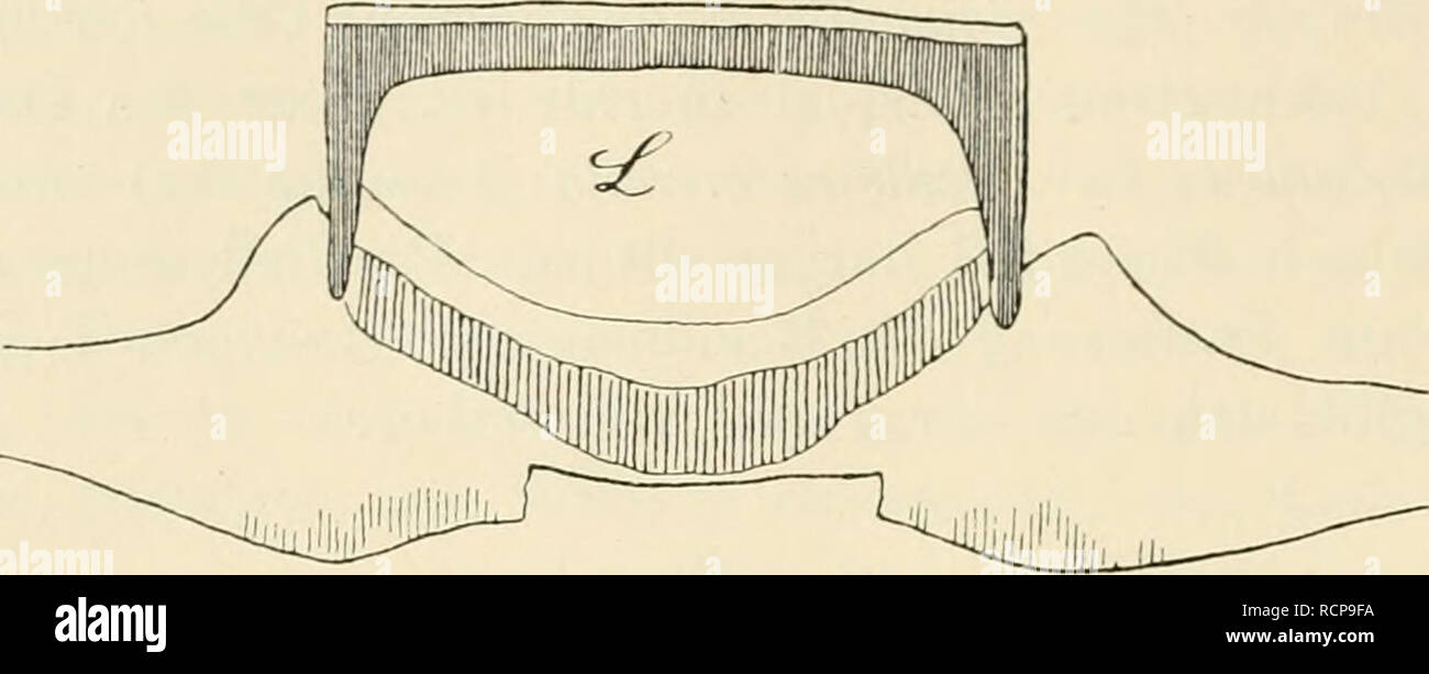 . Die Gallen der Pflanzen, ein Lehrbuch für Botaniker und Entomologen