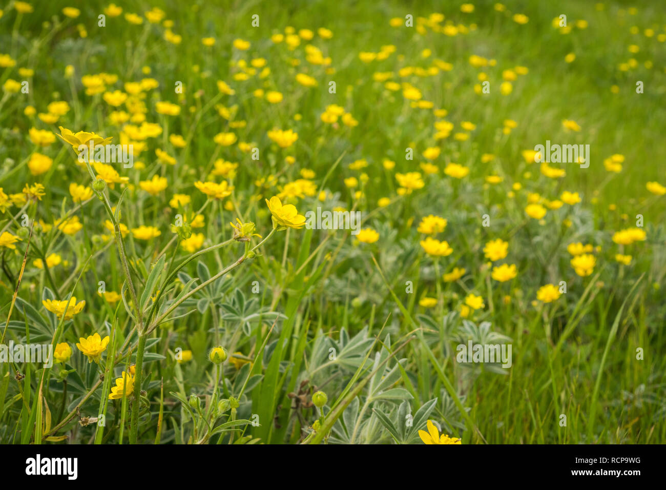 Kalifornien Hahnenfuß (Ranunculus Californicus) Wildblumen auf einer Wiese, in der Bucht von San Francisco, San Jose, Kalifornien Stockfoto