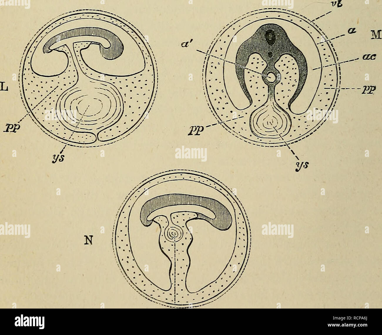 . Die Elemente der Embryologie. Embryologie; Embryologie. 82 PEELIMINAKY KONTO. [Kap. brane (a) - Das Amnion, und den Hohlraum innerhalb der it, d. h. zwischen der IT und den Embryo, ist der Hohlraum der Amnion mit dem Liquor amnii. Die allantois ist für die SIM-Karte entfällt - plicity. Es wird gesehen werden, dass das Amnion ein bildet jetzt in jeder Richtung der Beendigung des somatopleure; die Periphere Teile des somatopleure, die Vereinigten äußere oder absteigend Gliedmaßen der Falten af in (7, I&gt;, F, G, geschnitten worden, der hilflos, und jetzt bilden eine unabhängige fortlaufende Membran, die Serous Membrane Stockfoto