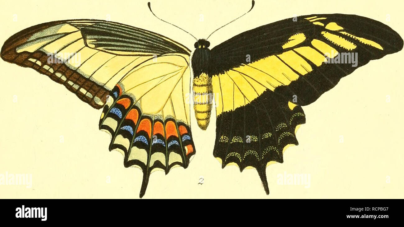 . Die AuslÃ¤ndischen Schmetterlinge in Abbildungen nach der Natur. Schmetterlinge, Lepidoptera. "RÃ¼Ilion. Exotisch. PoK'caon. '^. ^^'^/Aari â-/C. /Ã¤?/-.. Bitte beachten Sie, dass diese Bilder sind von der gescannten Seite Bilder, die digital für die Lesbarkeit verbessert haben mögen - Färbung und Aussehen dieser Abbildungen können nicht perfekt dem Original ähneln. extrahiert. Esper, Eugen Johann Christoph, 1742-1810; Charpentier, Toussaint von, 1779-1847; Bock, Johann Carl, b. 1757, Stecher; Leitner, Johann, Stecher; Volkart, J.F., Stecher, Schaus, William, 1859 -, der ehemalige Eigentümer. DSI. E Stockfoto