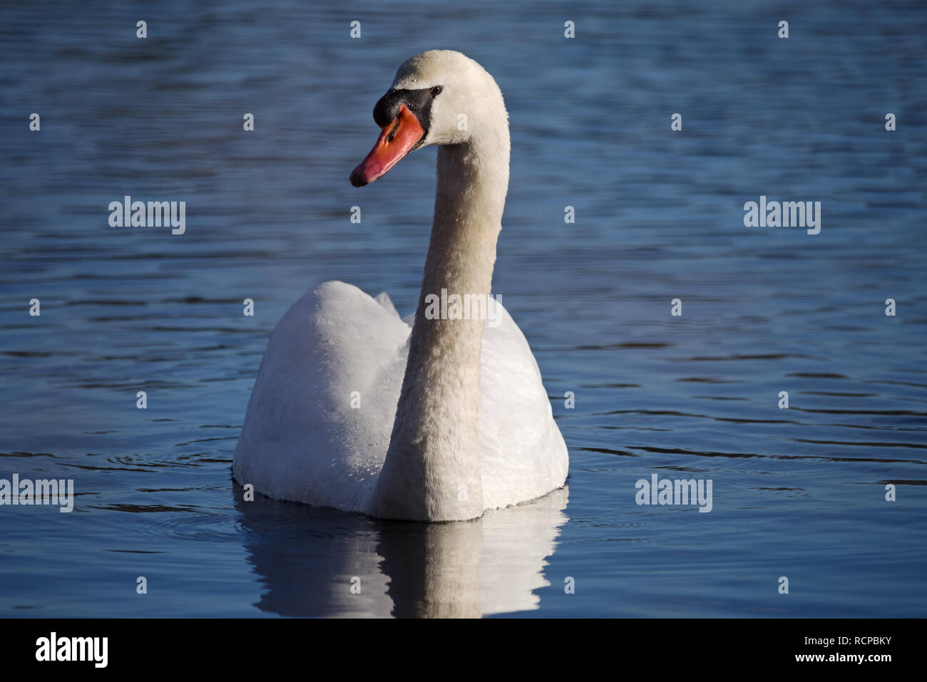 Ein höckerschwan Cygnus olor oder Schwimmen im blauen Wasser Stockfoto