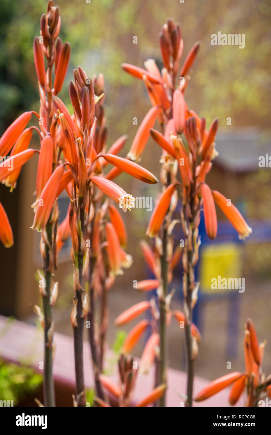 Aloe Vera Pflanze auf dem Balkon Stockfotografie - Alamy