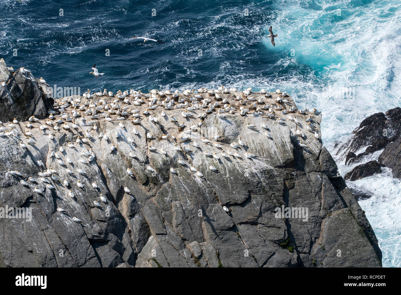 Basstölpel (Morus bassanus) Zucht auf Nester in Sea Cliff bei seabird Kolonie im Frühjahr, Hermaness, Unst, Shetlandinseln, Schottland, Großbritannien Stockfoto