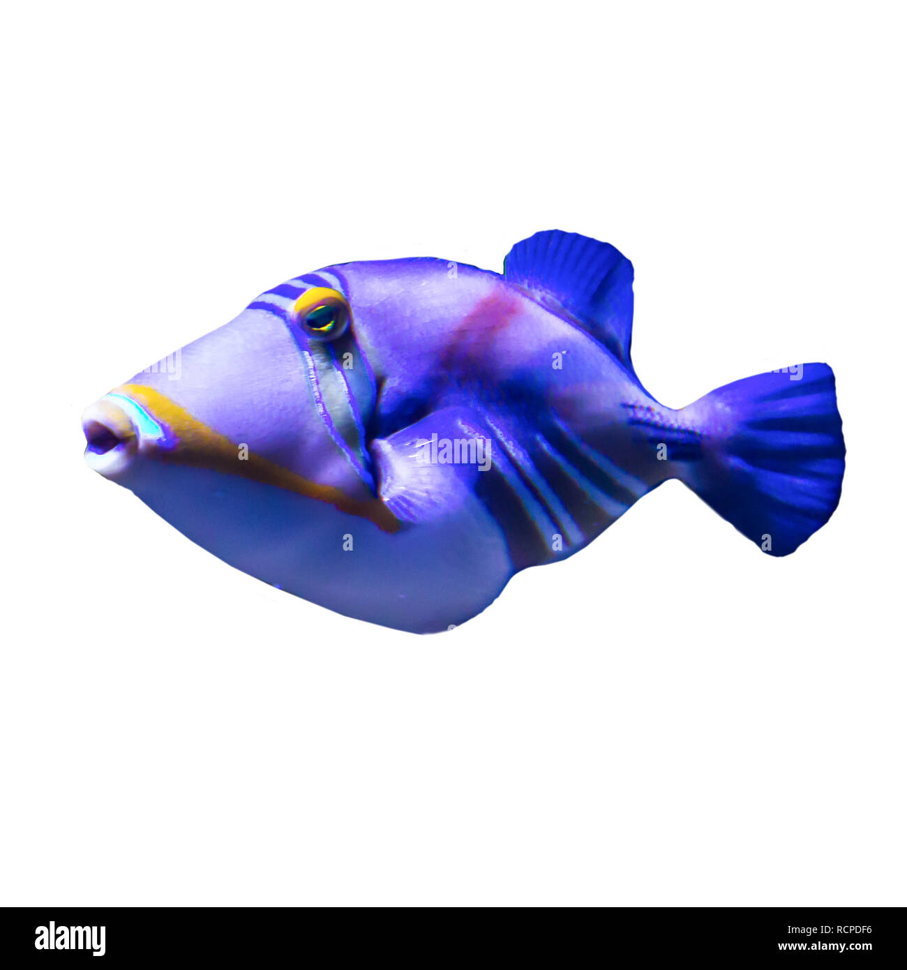 Tropische Fische im Aquarium. Foto auf weißem Hintergrund. Solche Fische wie Kinder, Künstler und Designer zu zeichnen. Stockfoto
