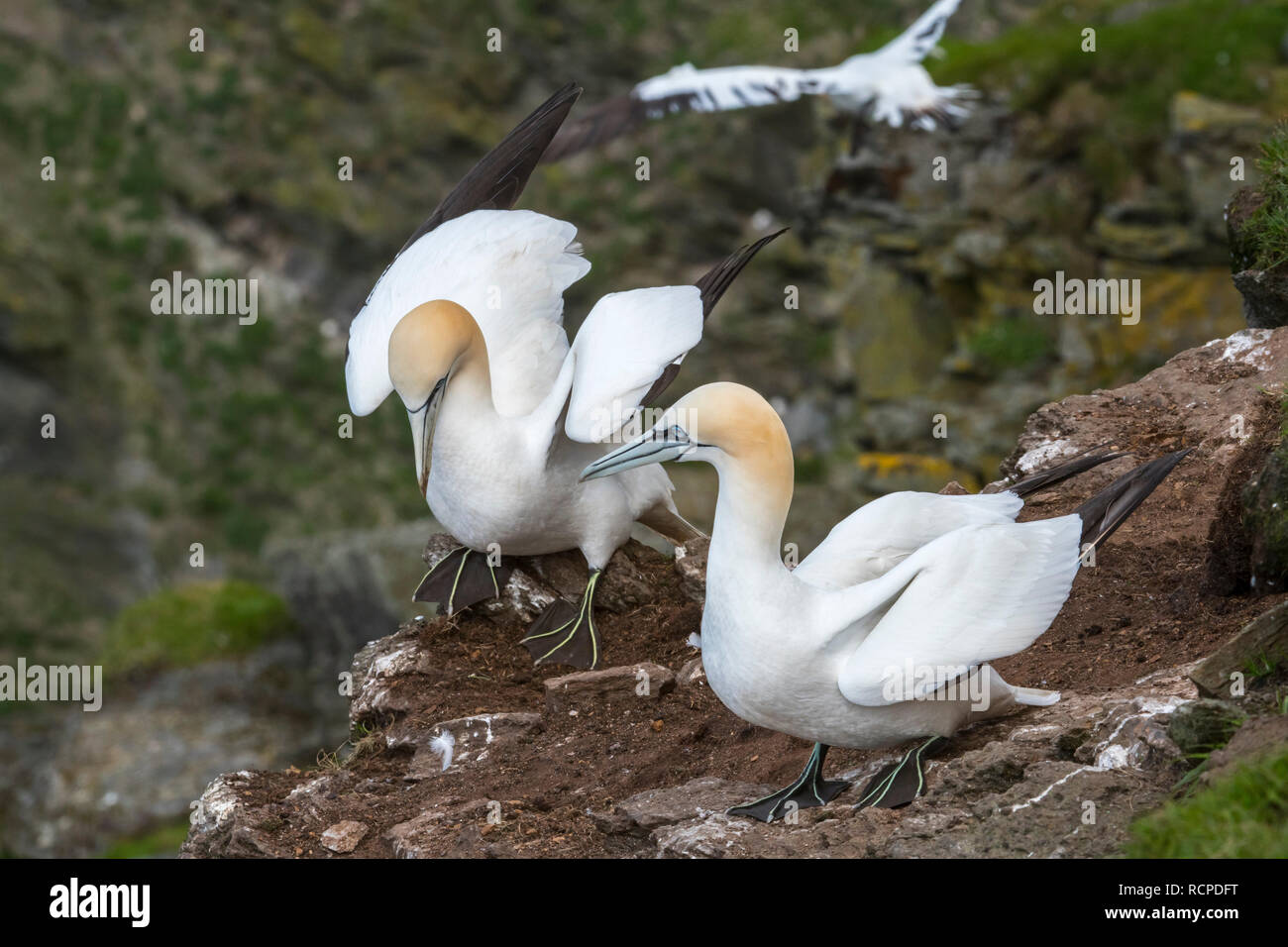 Zwei Basstölpel (Morus bassanus) auf dem Felsvorsprung in Sea Cliff bei seabird Kolonie im Frühjahr, Hermaness, Unst, Shetlandinseln, Schottland, Großbritannien Stockfoto