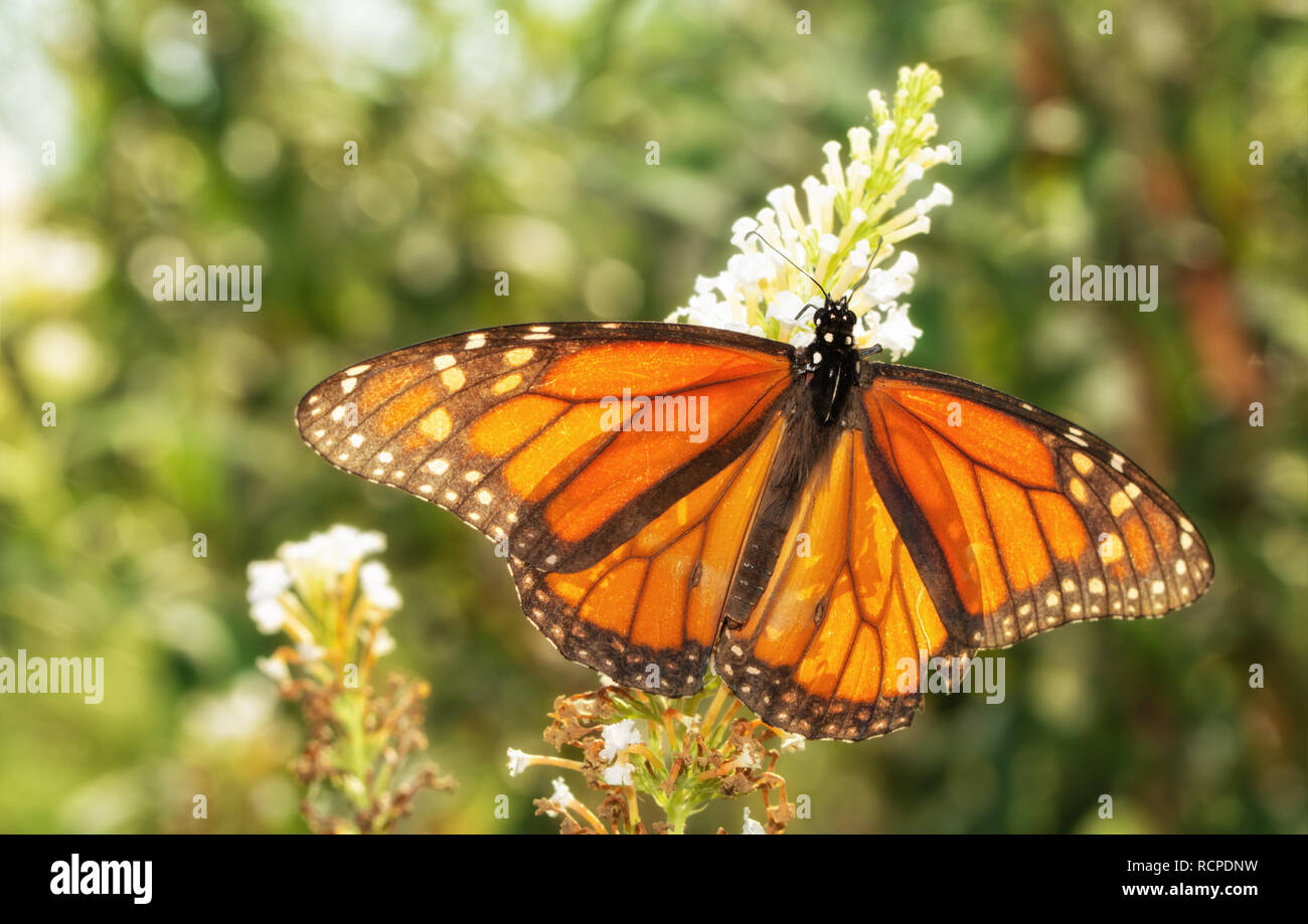 Migration von männlichen Monarch butterfly im Herbst, Hinterleuchtung von Sun, der Fütterung auf einem weißen Sommerflieder flower Cluster Stockfoto