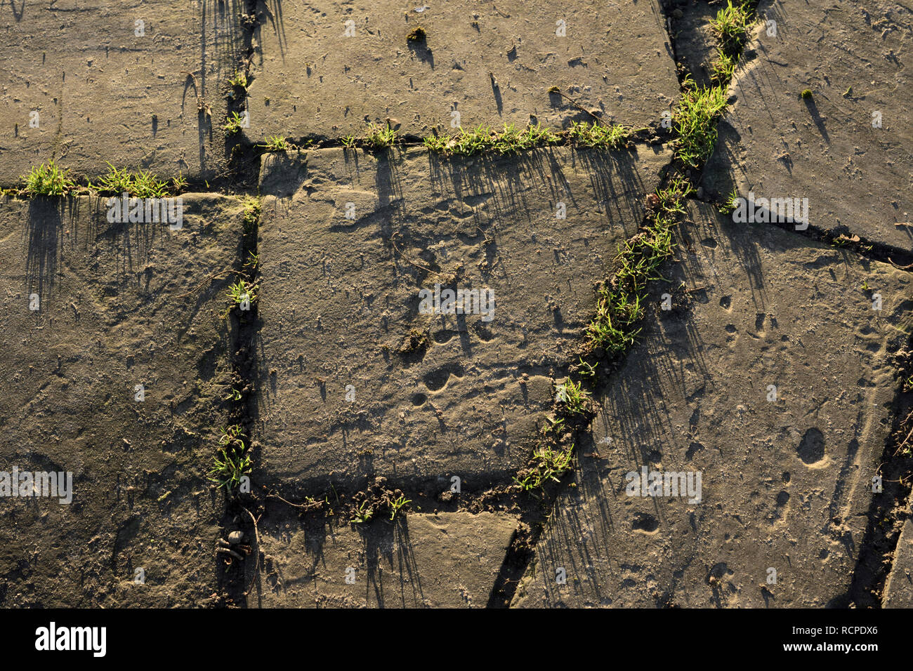 Abgenutzte Steinfahnen mit Gras, das zwischen den losen Gelenken wächst Auf Fußweg in ramsbottom lancashire uk Stockfoto