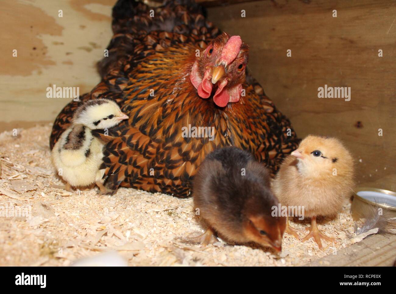 Ein wachsames Gold Lace Wyandotte Henne in ihrem Nest mit ihren Küken Stockfoto