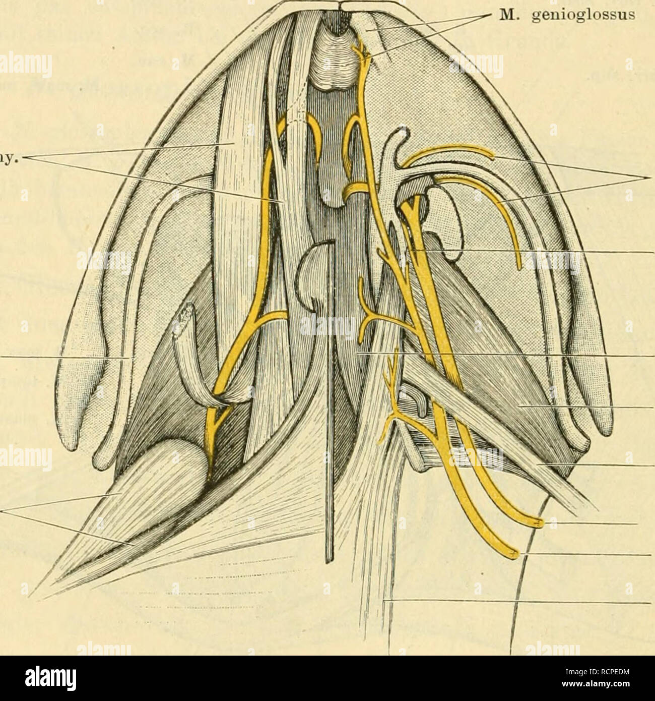 . Die Anatomie des Frosches; ein Handbuch für Physiologen, Ãrzte und Studire. 152 G-ehirnnerven. tritt. Der weitere Verlauf ist beim Hyomandibularis (Facialis) geschildert, in dessen Li. hy o ideus der R. conimunicans Hautzweige führt. 2. B. pharyngeus anterior superior. Unmittelbar nach Abgabe des JB. communicans entsendet der Glossopharyngeus einen nach vorn verlaufenden Ast, der hinter dem oberen Ende des Cornu prhicipale Warenkorb. liyoid. die Schleimhaut des Schlunddaches tritt. Seine Aeste verbreiten sich in of this und anastomosiren mit dem Rr. mucosi postorbitales des N. palatinus Gesichts Stockfoto