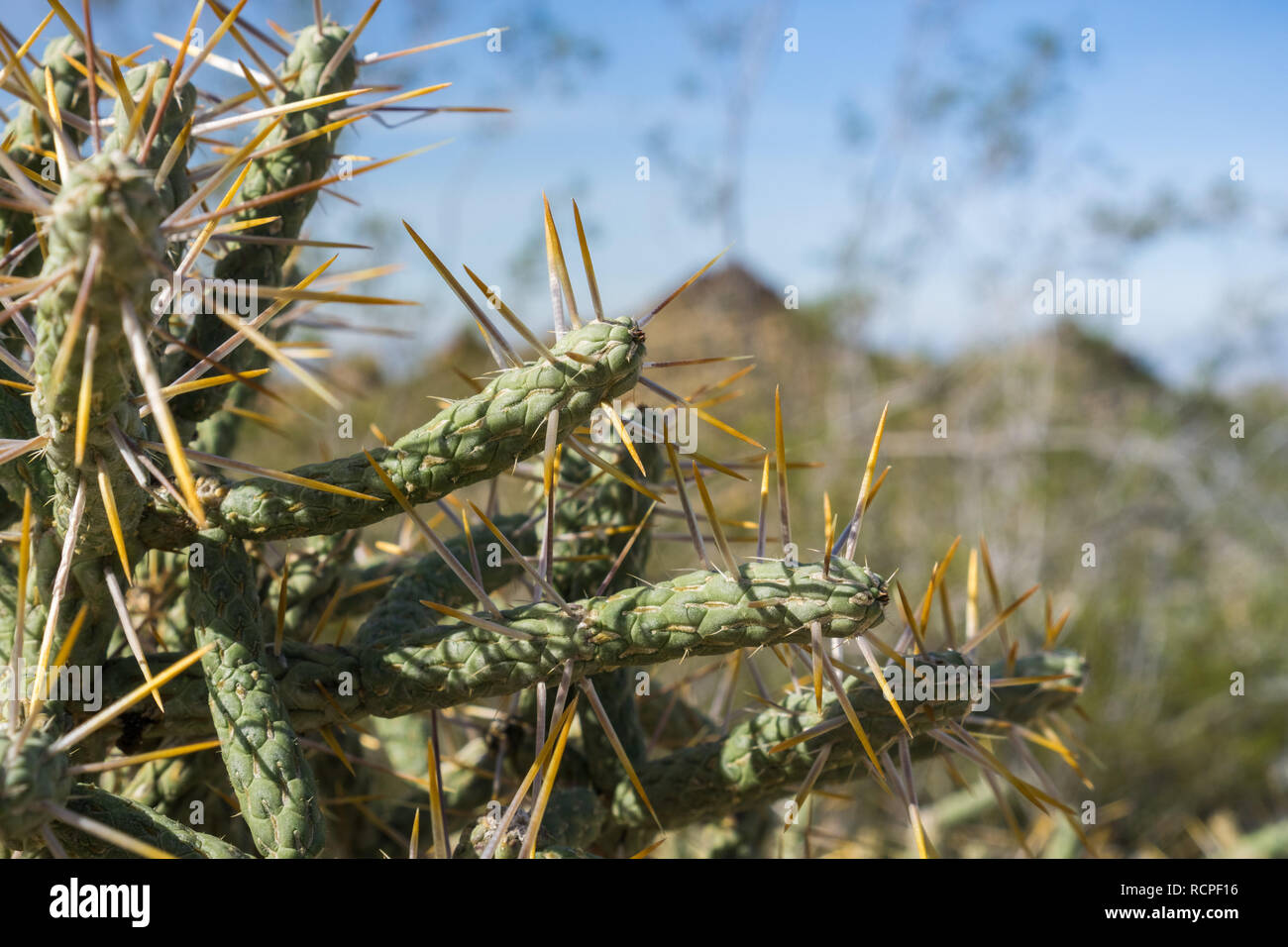 Diamond cholla/verzweigte pencil Cholla (Cylindropuntia ramosissima), Joshua Tree National Park, Kalifornien Stockfoto