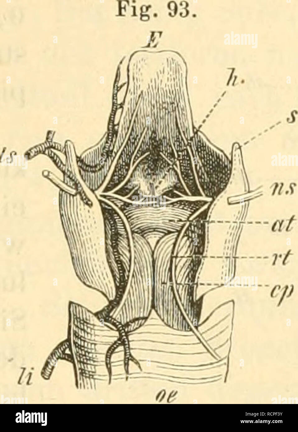 Die Anatomie Des Kaninschens In Topographischer Und Operativer Rucksicht Kaninchen Bitte Beachten Sie Dass Diese Bilder