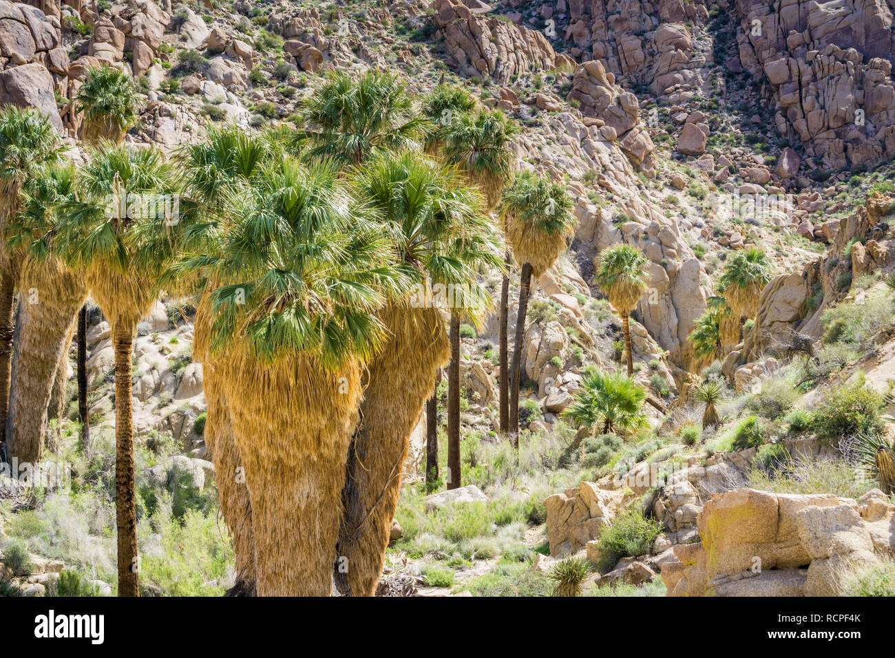 Ventilator Palmen (Washingtonia filifera) in die verlorene Palms Oase, ein beliebter Ort zum Wandern, Joshua Tree National Park, Kalifornien Stockfoto