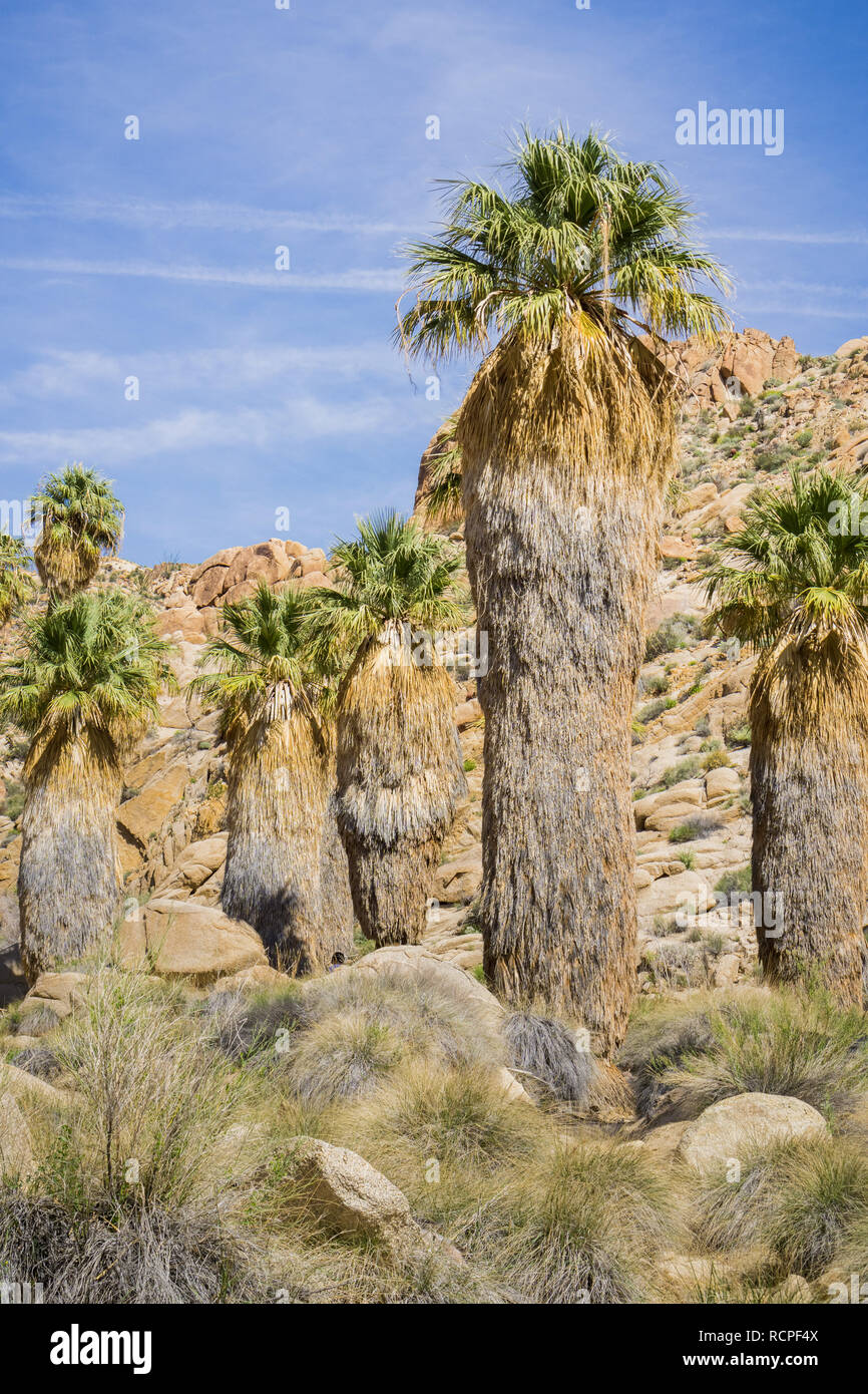 Ventilator Palmen (Washingtonia filifera) in die verlorene Palms Oase, ein beliebter Ort zum Wandern, Joshua Tree National Park, Kalifornien Stockfoto