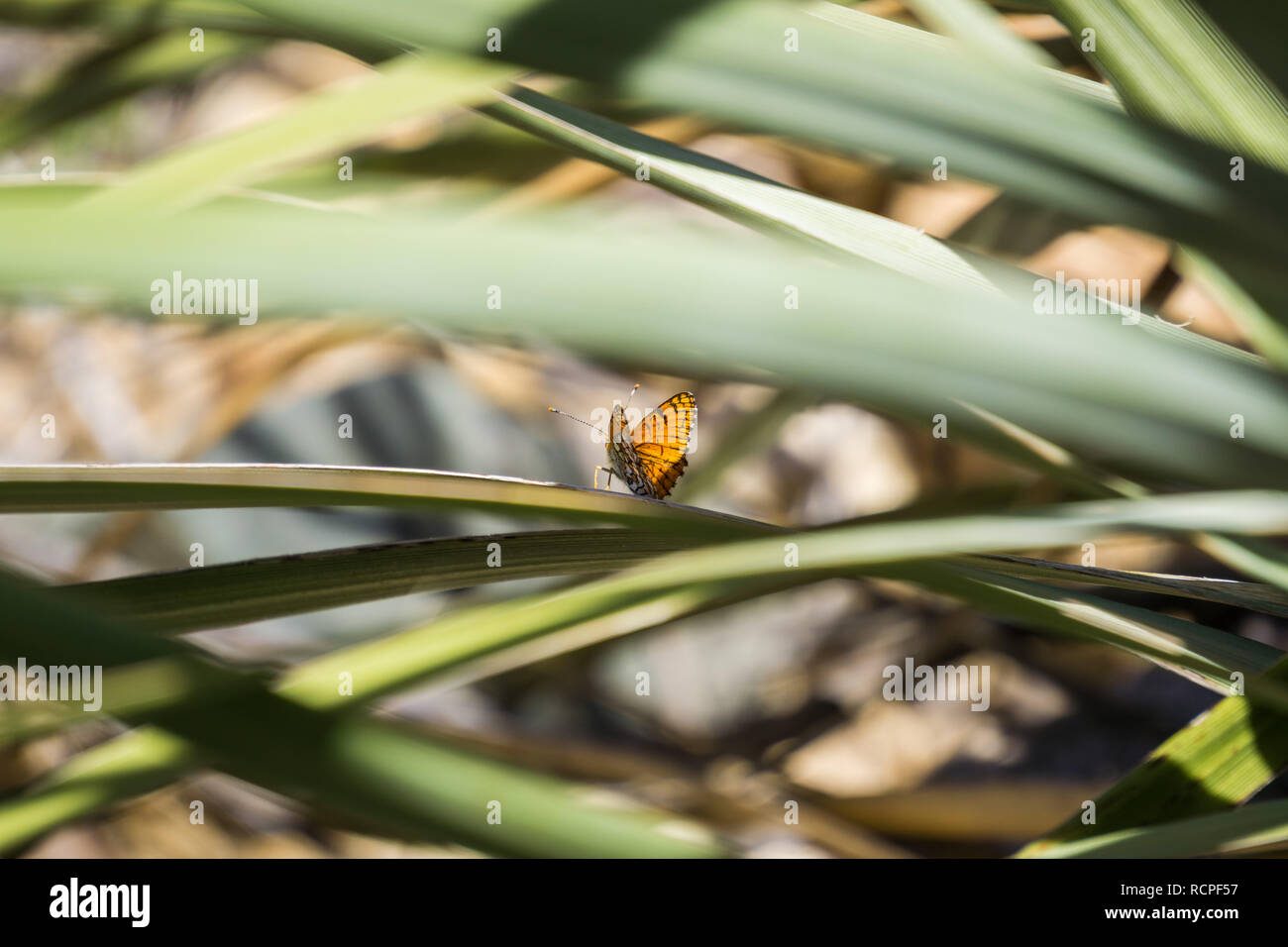 Sagebrush Checkerspot (Chlosyne acastus) Schmetterling sitzt auf die Blätter einer fan Palm Tree, Joshua Tree National Park, Kalifornien; selektive Fokus Stockfoto