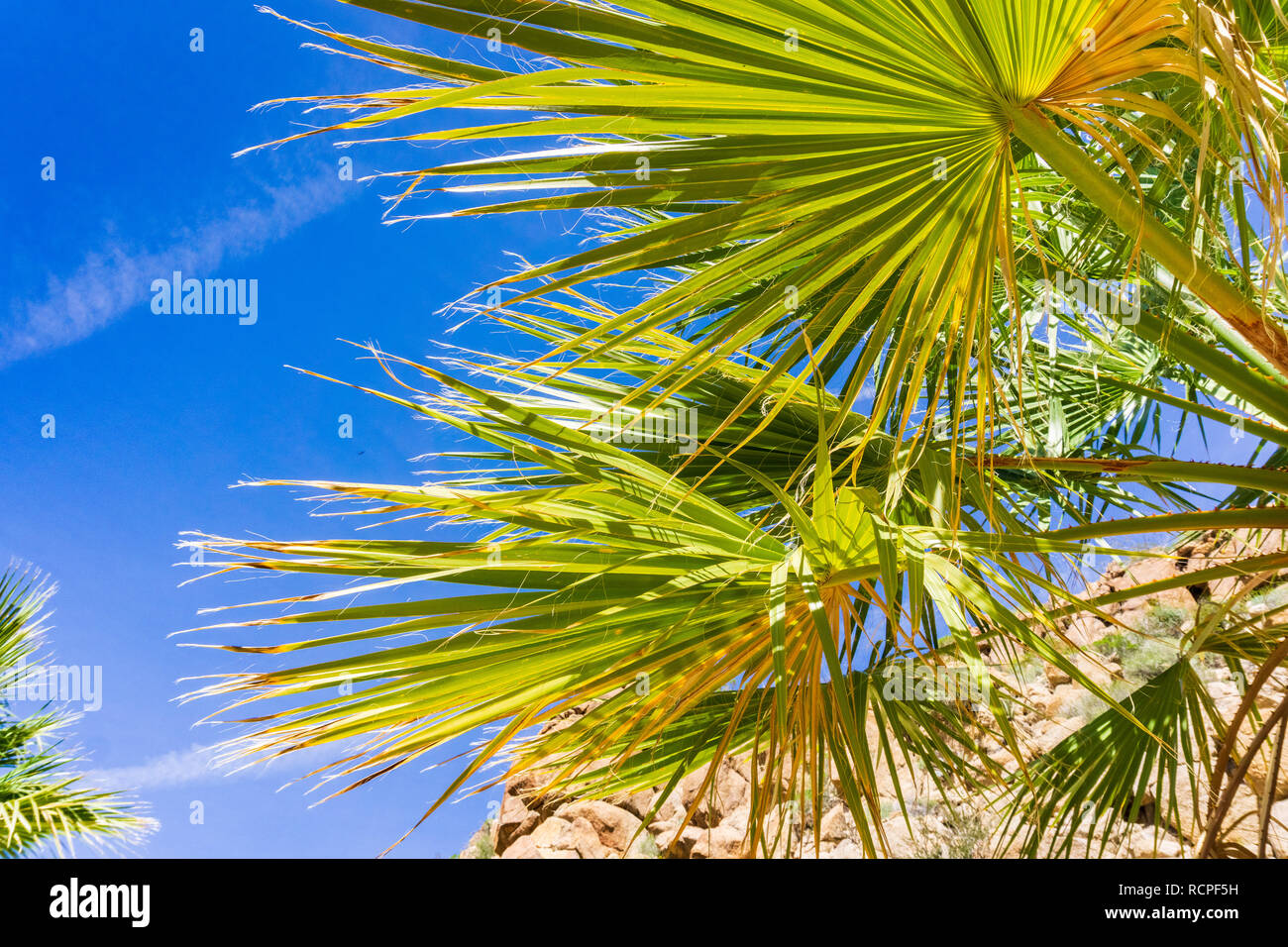 Ventilator Palmen (Washingtonia filifera) Detail in der Verlorenen Palms Oase, ein beliebter Ort zum Wandern, Joshua Tree National Park, Kalifornien Stockfoto
