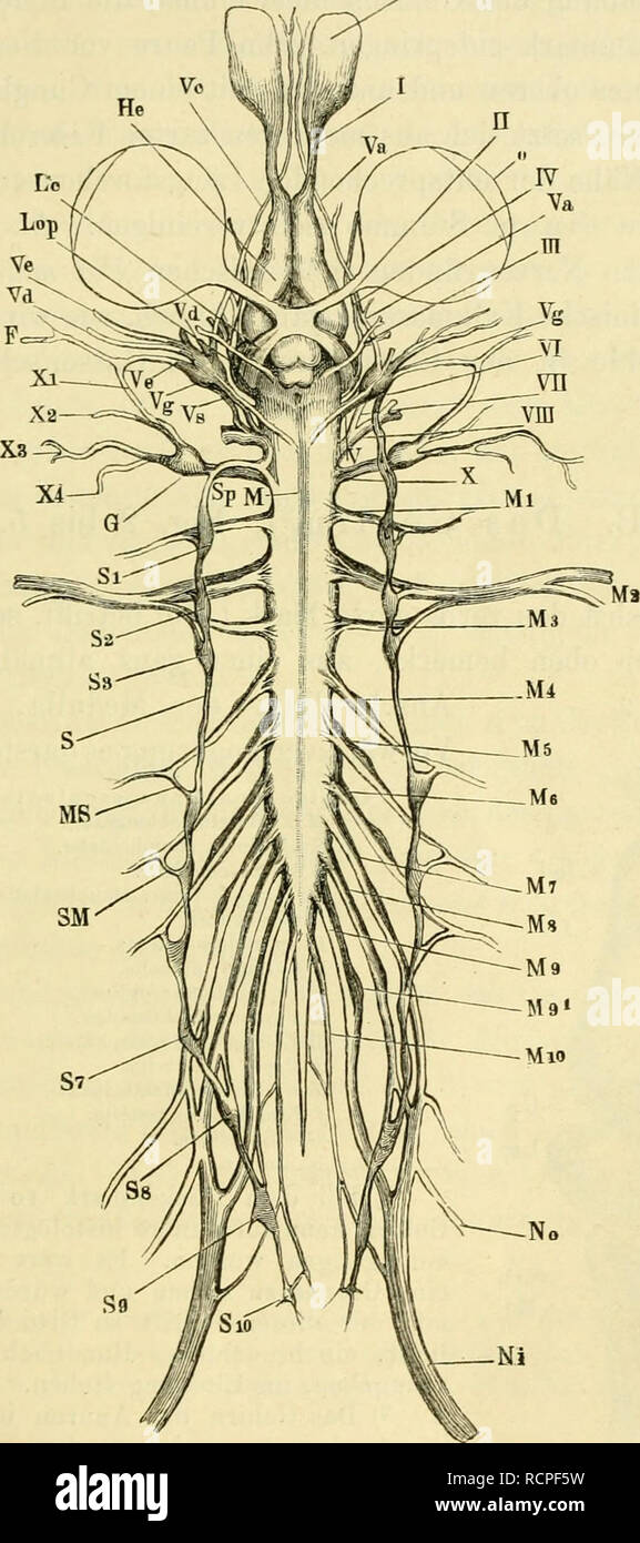 . Die Anatomie des Frosches. Ein Handbuch für physiologen, Ã¤rzte und studirende. Rückenmark. 5 Auf der dorsalen und ventralen Seite des Rückenmarkes findet sich ein in der Medianlinie verlaufender Sulcus longitudinalis, von ABB. 1. N. in der Darstellung des gesammten Nervensystems von Rana esculenta. / A. Ecker, Icones physiologicae. Taf. XXIV. Abb. 1. (Die Erklärung of This Figur siehe unten bei den Spinalnerven). Bitte beachten Sie, dass diese Bilder aus gescannten Seite Bilder, die digital haben für die Lesbarkeit verbessert - Färbung und Aussehen dieser Abbildungen können nicht p Stockfoto