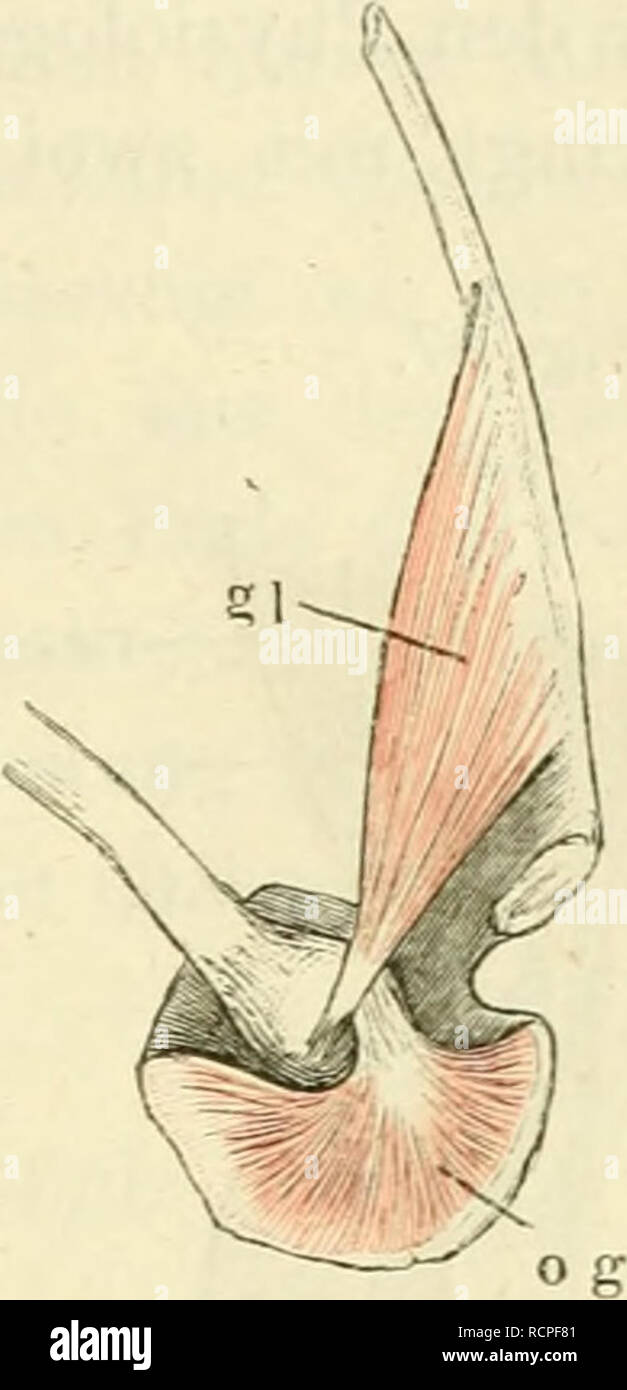 . Die Anatomie des Frosches. Ein Handbuch für physiologen, Ã¤rzte und studirende. Tiefe Muskeln der oberen Fläche des Oberschenkels von Rana esculenta on the left side. Der m. M. vastus extern, rectus anterior, semimembranosus er Il c i gl ip7/a&lt; l og Steissbein. Darmbein. m. coccygeo - iliaeus. m. Glutaeus-training.in.ileopsoas. m. Quadratus femoris. m. adduetor Brevis. Diesem und dem vorhergehenden Balatonfüred der Namen der Figur nicht sein - zeichnete m. Pyriformis. m. Obturatorius.. Linke Lehrwerk des Becken-Gürtels und Oberschenkeln von Rana esculenta; der Schenkel unter den Bauch / vom geschlagen. gl m Stockfoto