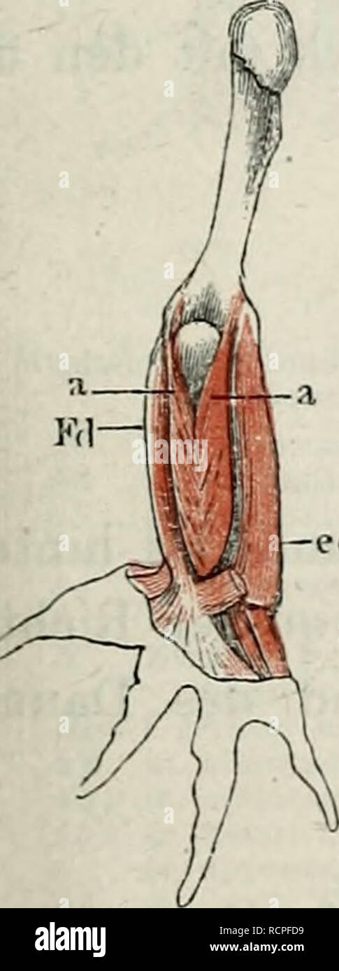 . Die Anatomie des Frosches: ein Handbuch,. Muskeln des Arms. 101 vom Epicondylus lateralis lateralis superficialis und demselben und Ã¼ber verlÃ¤uft an der lateralen Seite des Vorderarms abwÃ¤rts, um mit dem RÃ¼cken der Hand in eine Aponeurose Ã¼berzugehen, welche sich über eine Breite zunehmend, Ã¼ber den RÃ¼cken des Dritten, Vierten und fÃ¼nften Finger ausbreitet, und zwischen diesen Fingern mit einem freien eoncaven Rande endet. This aponeurotische Ausbrei-tung hÃ¤ngt mit den Sehnen des exiensor hrevis digitorum zusammen. 63. m. ahductor seiner antireflektiven II (d. h. poUicis') longus (Abb. 75 Ei). Duges, Stockfoto
