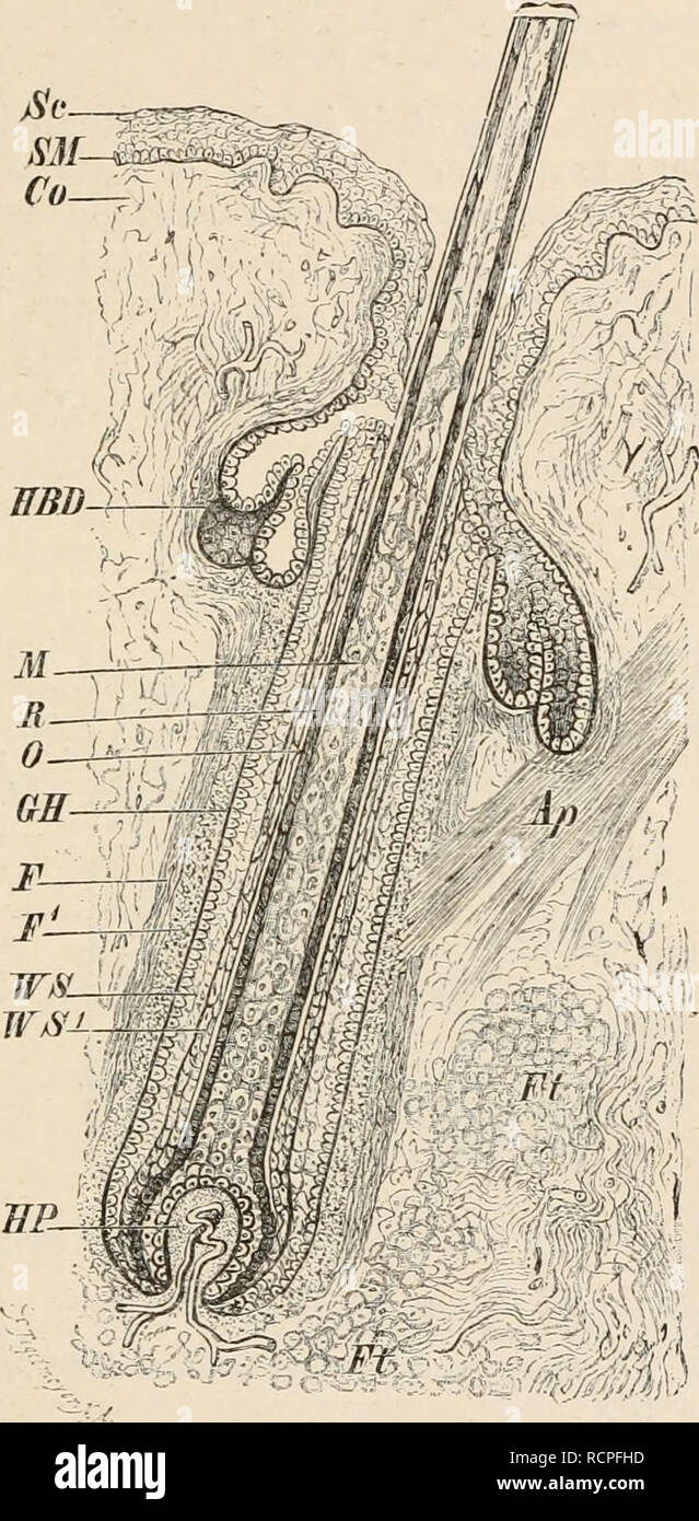 . Elemente der vergleichenden Anatomie der Wirbeltiere. Anatomie, Vergleichende; Wirbeltiere - Anatomie. Berührungen. 25 ceous Drüsen (Abb. 14, HBD], sind in Verbindung mit jedem Haar-sac, letztere mit Öl, um das Haar zu.1 SA. , W'v'''/'i, ('' -'' • - - • - "*", "", * "Ich //; • • jj v;:.; F/-rt 1I Hi •""'-:.?-?": ". • •"; v/'^v^/i - Abb. 14. - Längsschnitt durch ein Haar. (Schematische)." SV, Stratum corneum;^J/stratum Malpighii; Co, derma, Ap, arrectores Pili; Ft, Fettgewebe; F, äußere longitudinale Schicht, und F1, Inner transversale Schicht von dermic Mantel (beide Comp Stockfoto