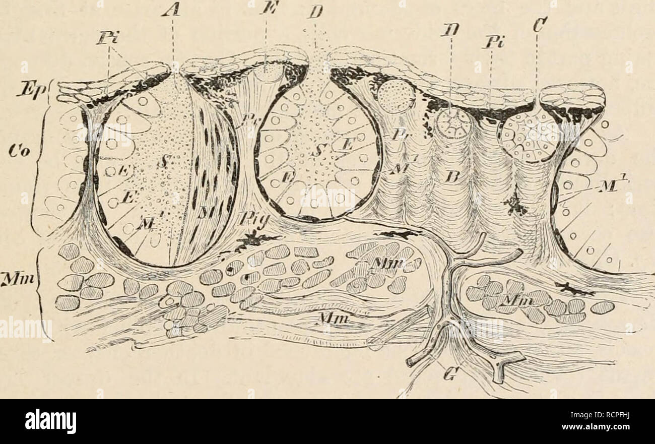 . Elemente der vergleichenden Anatomie der Wirbeltiere. Anatomie, Vergleichende; Wirbeltiere - Anatomie. Co BILD. HA.-HAUT von LAIIVA der Salamander (, SW" ///< ///</w im/cnlosa}. Ep, Epidermis; Co, derma; ein Stratum corueum; b, stratum Malpighii; LZ, Leydig Zellen; 6 V?, gestreift Grenze. Das Pigment, vor allem in den derma angesammelt - teilweise diffuse, teils innerhalb der Zellen eingeschlossen - ist unter der Kontrolle des Nervensystems und damit macht eine Änderung der Farbe möglich; und wie die Farbe entsprechend der Umgebung des Tieres geändert wird, kann er als Schutz dienen. ^ Es € Stockfoto