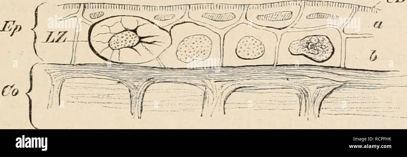 . Elemente der vergleichenden Anatomie der Wirbeltiere. Anatomie, Vergleichende; Wirbeltiere - Anatomie. Berührungen. 19 Dieser Reichtum in Drüsen ist eine Eigenschaft der Haut der Amphibien, und Sie verdanken ihre feuchten und rutschigen Natur. Häufig, wie zum Beispiel in der Kröten, die Haut ist nicht glatt, sondern hat eine raue, warty Aussehen, die von lokalen Wucherungen der Epidermis verursacht. cs 1. Co BILD. HA.-HAUT von LAIIVA der Salamander (, SW" ///< ///</w im/cnlosa}. Ep, Epidermis; Co, derma; ein Stratum corueum; b, stratum Malpighii; LZ, Leydig Zellen; 6 V?, gestreift Grenze. Das Pigment, Akku Stockfoto
