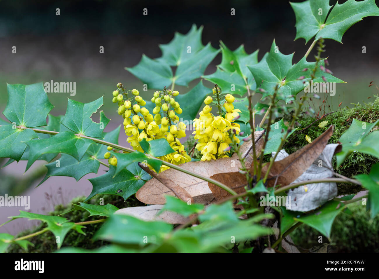 Nahaufnahme von Mahonia Japonica Bealei - leatherleaf Mahonia blüht in einem englischen Garten im Winter, UK Stockfoto