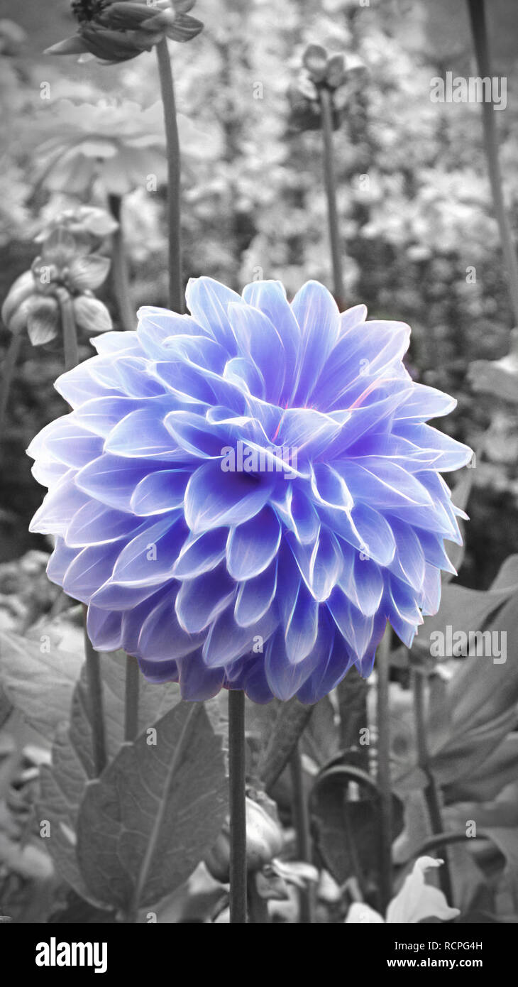 Aufrechte   Blau chrysanth in ein Blumenbeet mit amonochrome Hintergrund von jziprian Stockfoto