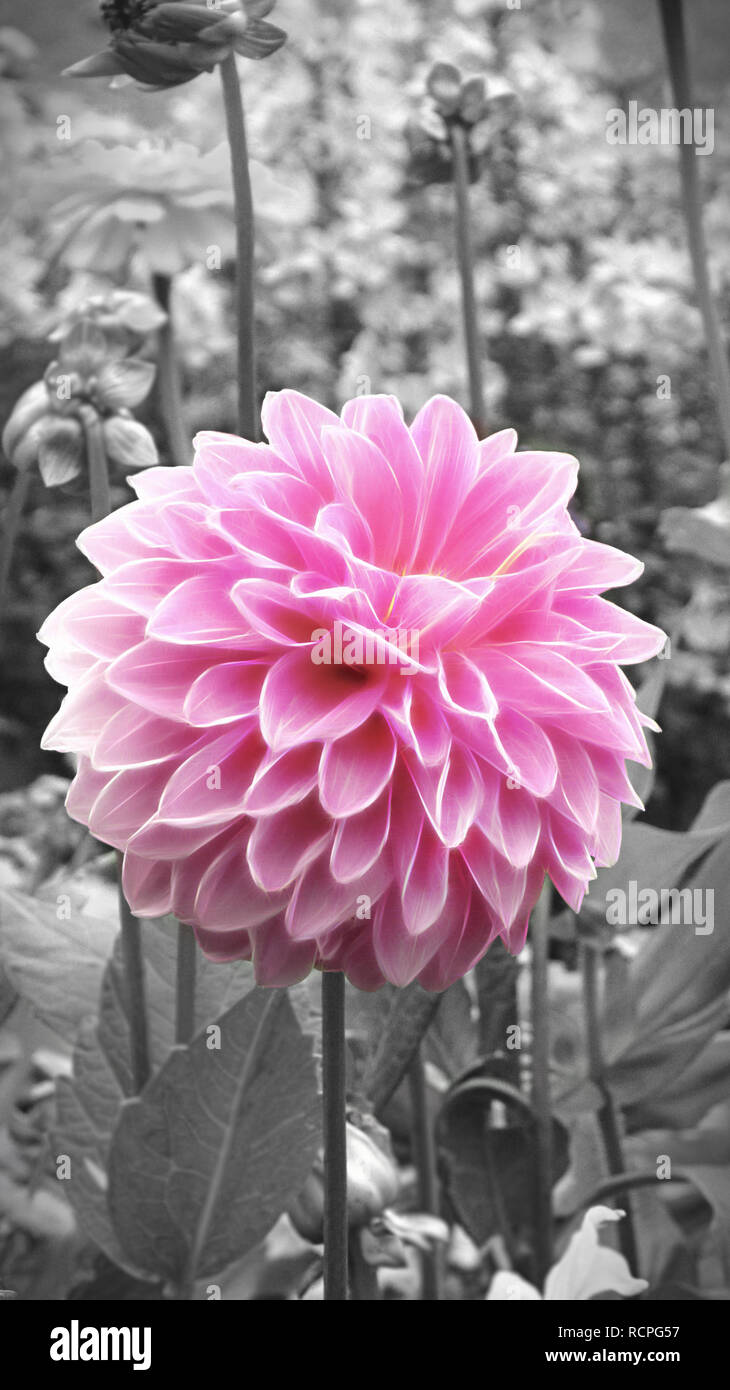 Aufrechte   pale pink chrysanth in ein Blumenbeet mit einem einfarbigen Hintergrund durch jziprian Stockfoto
