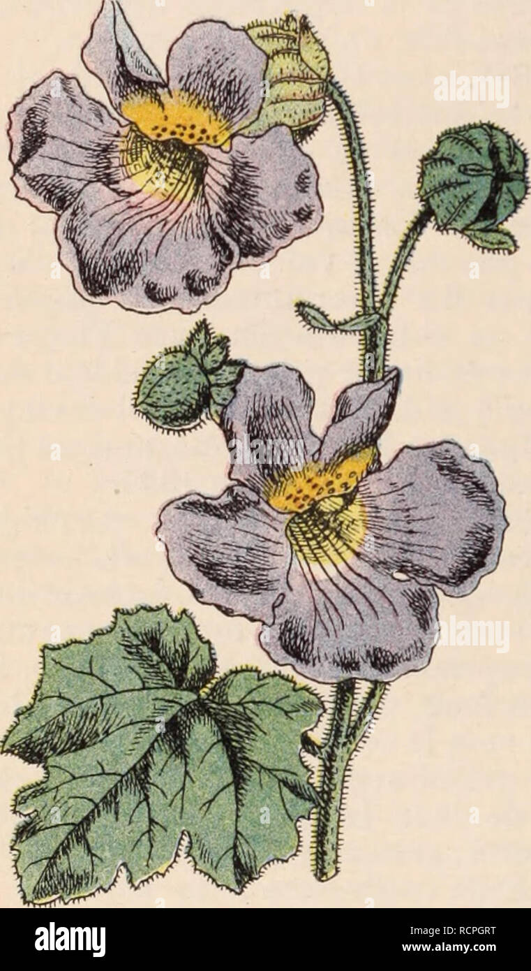 . Wörterbuch d'Gartenbau illustrÃ©/par D. Bois prÃ© Gesicht de Maxime Cornu avec la collaboration de E. André... [Et Al.].. Gartenbau; Wörterbücher.. MASDEVALLIA. Â 816 â MASDEVALLIA. t. 196. Â Port du M. coccinea; Fl. d'un Pourpre violett. Â PÃ©Rou. M. Arminii Eeiclienb. w. Â Bonplandia, II, S. 283. Â Petite ESPÒ ¨ ce-À-Fl. Rosen. Â Colombie. M. astuta Reichenb. w. Syn.: M. erythro-chsete Reichenb. w. M. Backhousiana Reichenb. w. ; Var. du M. Chi-maera. M. JBarlÅana Reichenb. w. Syn. : M. coccinea. Â PÃ©Rou. M. Bella Reichenb. w. Â Flor. Mag. n. n. t. 433; BiiLG. Hort. 1881, t. 3. Â P Stockfoto