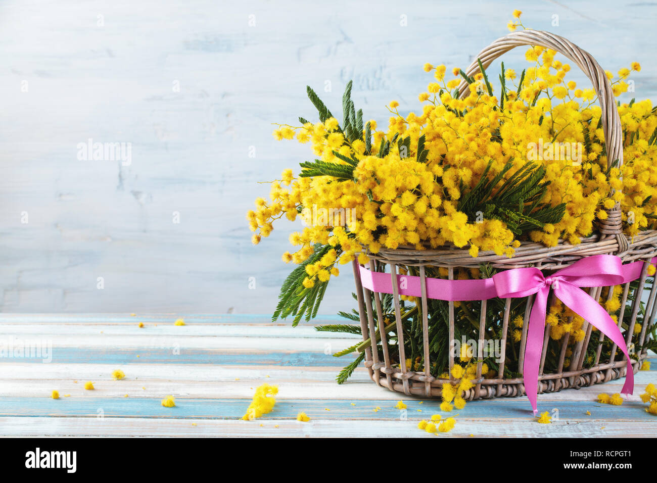 Niederlassung von Mimosa im Korb auf blauen Hintergrund im Landhausstil. Stockfoto