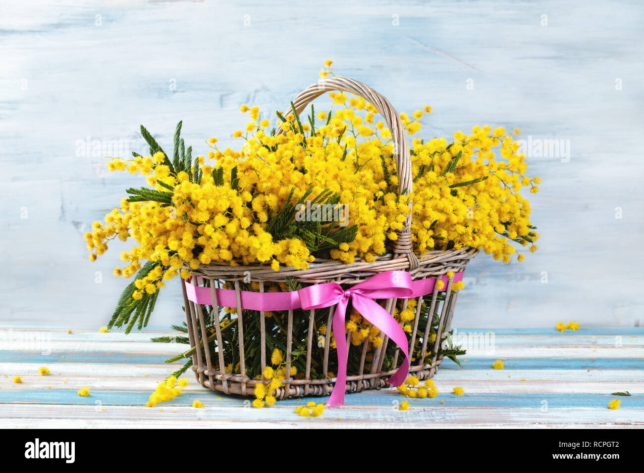 Niederlassung von Mimosa im Korb auf blauen Hintergrund im Landhausstil. Stockfoto