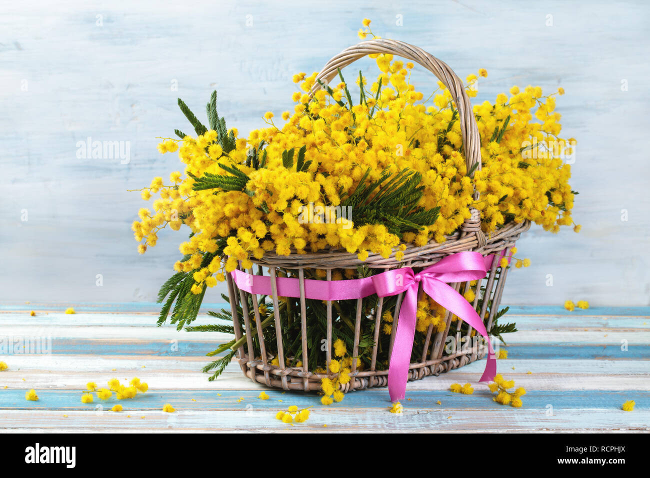 Niederlassung von Mimosa im Korb auf blauen Hintergrund im Landhausstil. Stockfoto