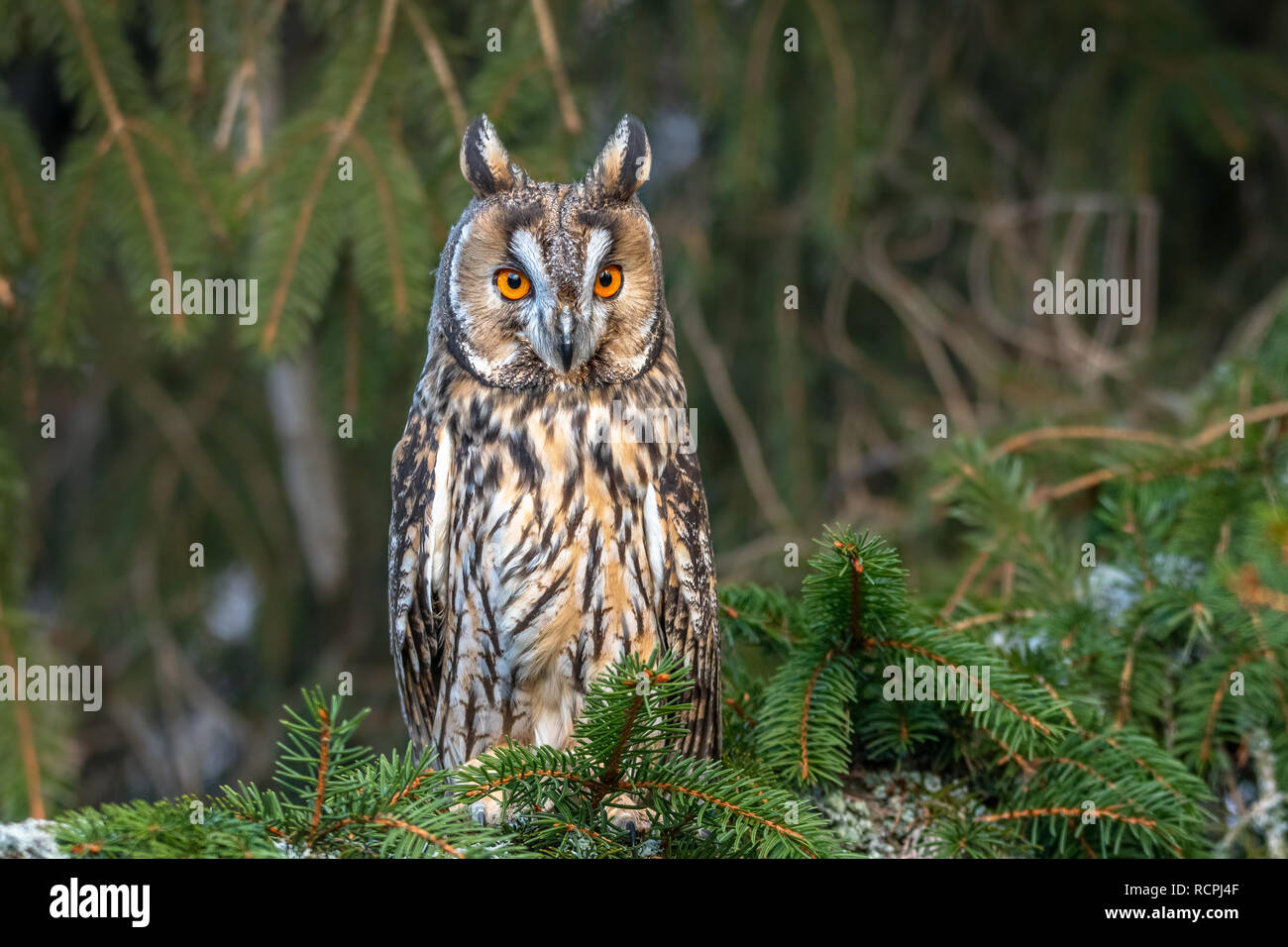 Die waldohreule, auch als die nördlichen Waldohreule genannt, ist eine Pflanzenart aus der Gattung der Eule, die Rassen in Europa, Asien und Nordamerika. Stockfoto