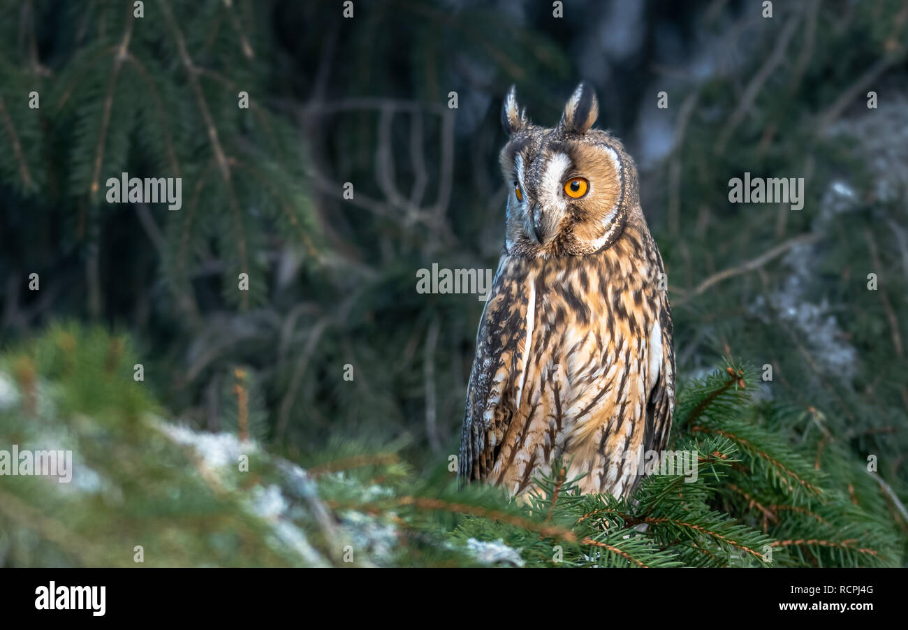 Die waldohreule, auch als die nördlichen Waldohreule genannt, ist eine Pflanzenart aus der Gattung der Eule, die Rassen in Europa, Asien und Nordamerika. Stockfoto